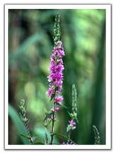 Flower by Aller�d...